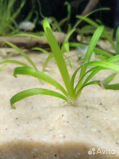 Аквариумные рыбки, растения