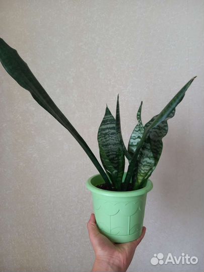 Сансевиерия