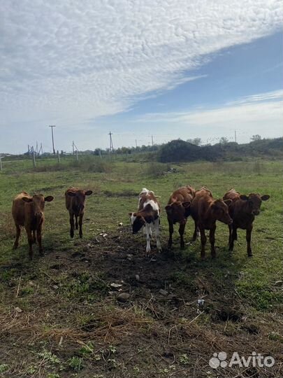 Телочки 4 месяца