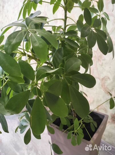 Комнатные цветы шефлера 100 см