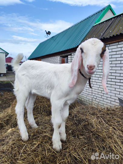 Англо нубийские козы