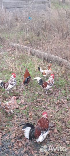 Карликовый петух