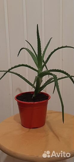 Цветок алоэ