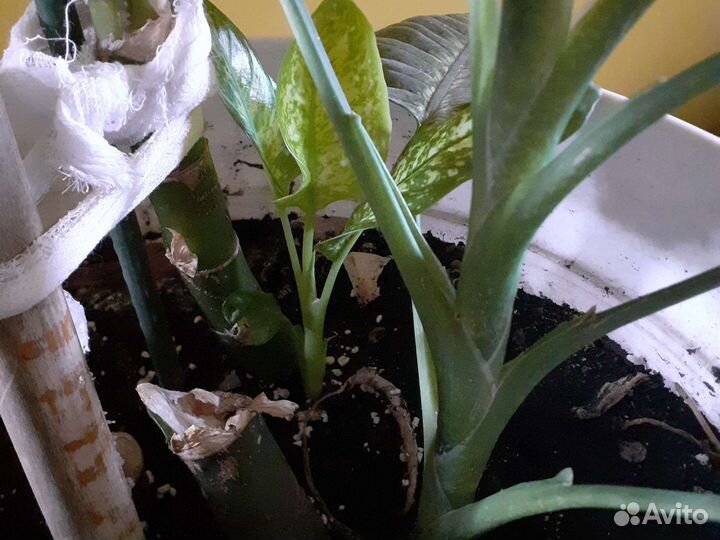 Диффенбахия