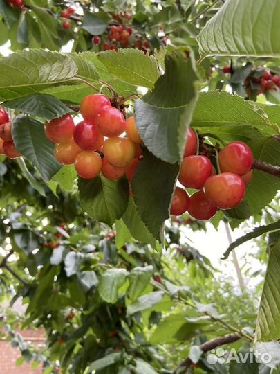 Черешня краснобокая