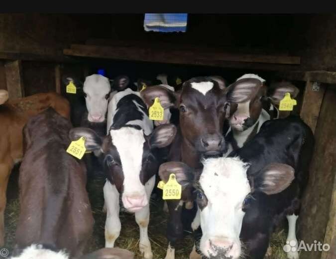 Телята бычки