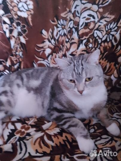 Передержка кошек
