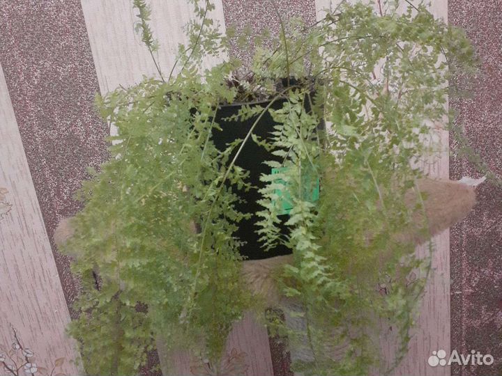 Комнатные растения