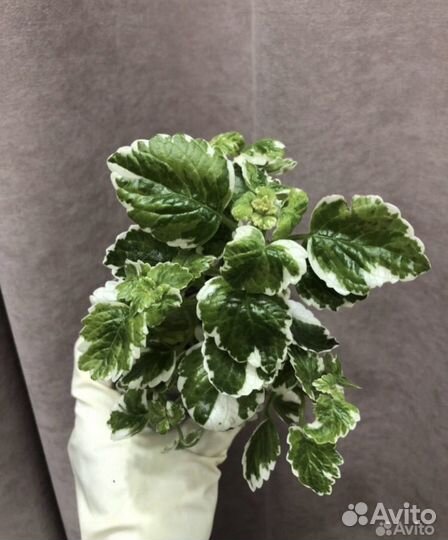 Плекрантус Мята сингониум хойя Матильда марбл квин