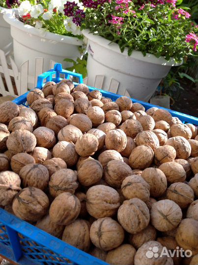 Грецкий орех Саратовский Идеал,фундук садовый