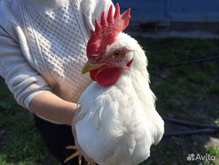 Кучинские, Адлеровские и Леггорн петушки