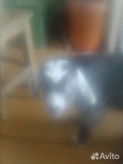 Продается козичка