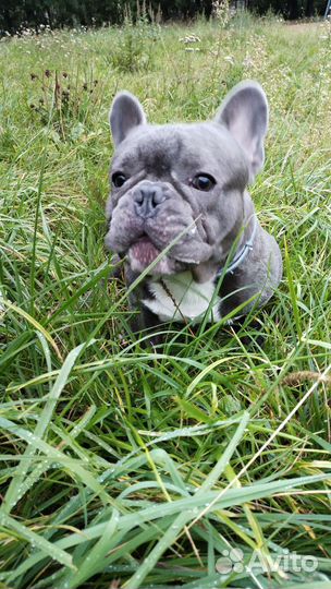 Французский бульдог вязка