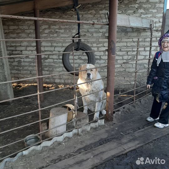 Кобель для вязки