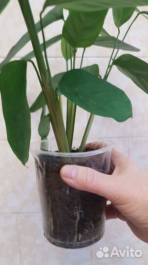 Растения калатея 2 шт