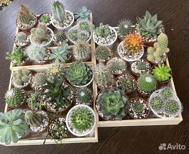 Кактусы и суккуленты