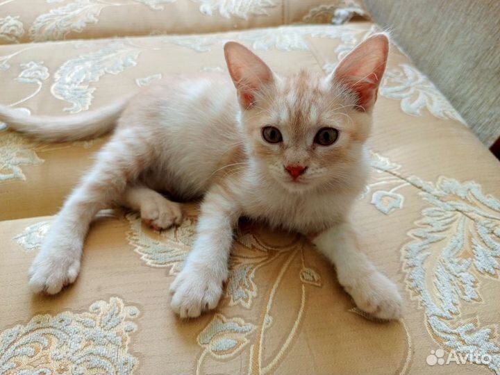 Котята смесь британца и шиншиллы