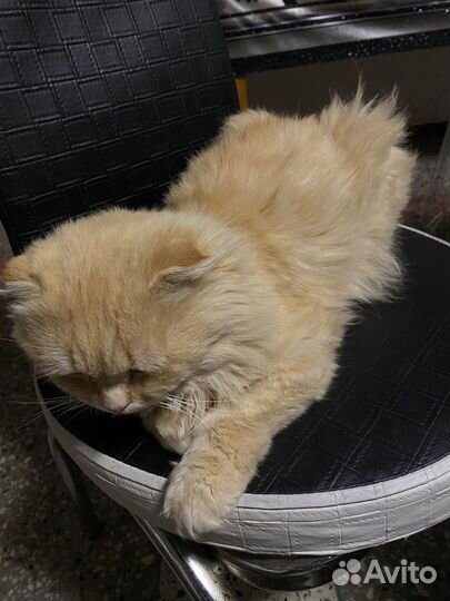 Кот в добрые руки