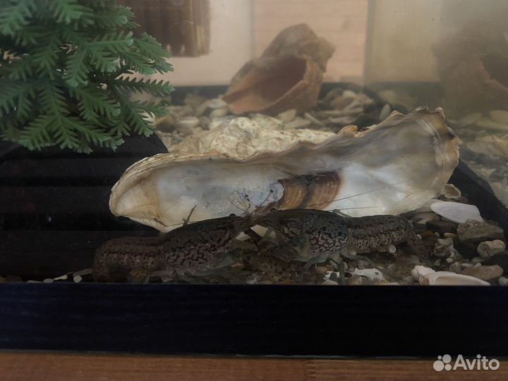 Аквариум с раками