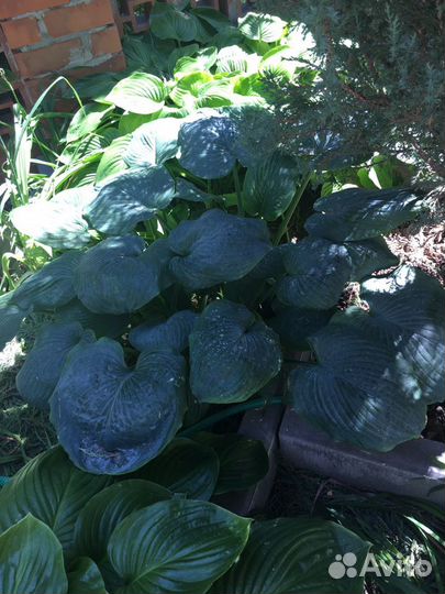 Хоста трёх видов