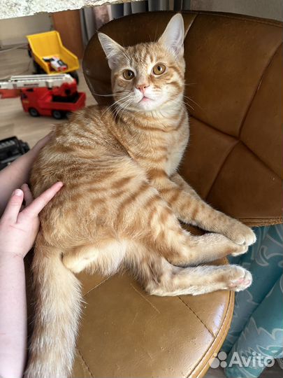 Кот в добрые руки