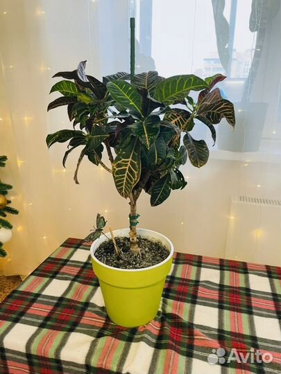 Кодиеум кротон