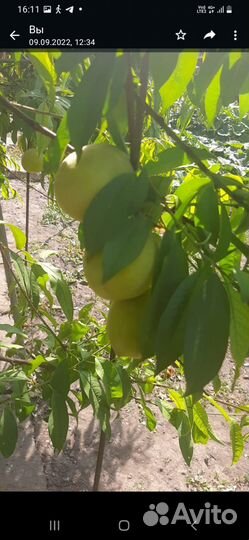 Плодовые деревья и саженцы персика