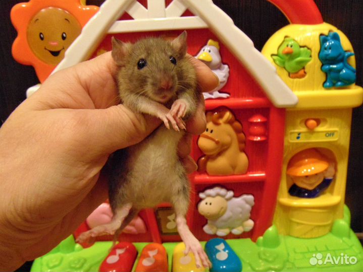 Крысы,крысята очаровашки,малыши - питомник, клетки
