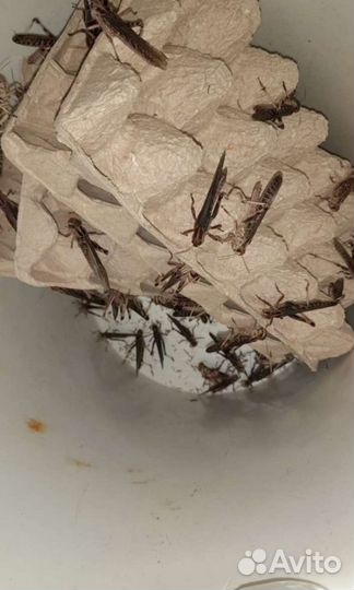 Живые тараканы сверчки мучник зоофобас грызуны