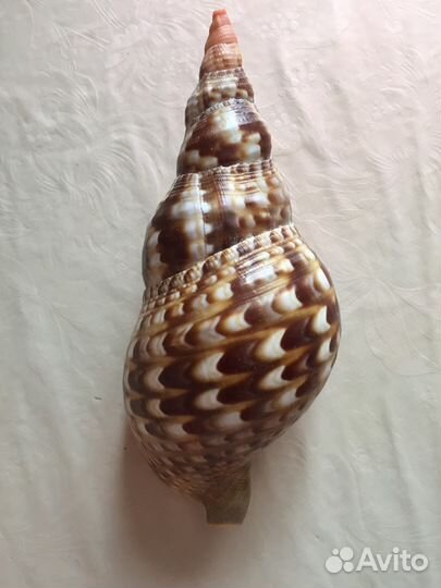 Раковина океанская