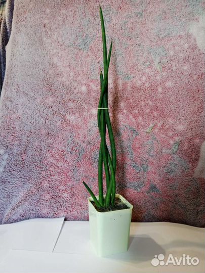 Сансевиерия цилиндрика