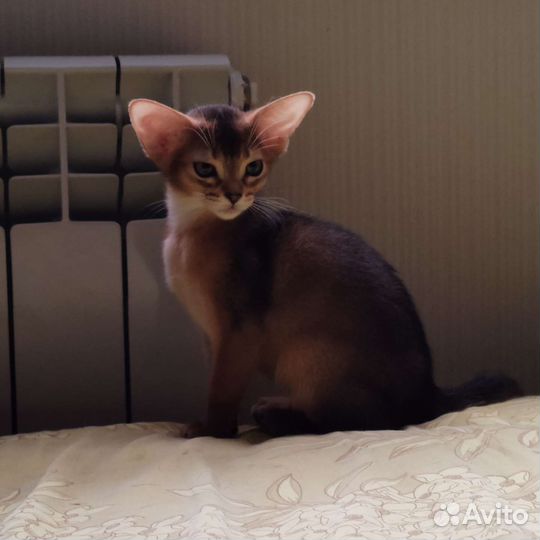 Для ценителей настоящих Абиссинских котят