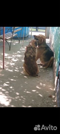 Отдам щенков