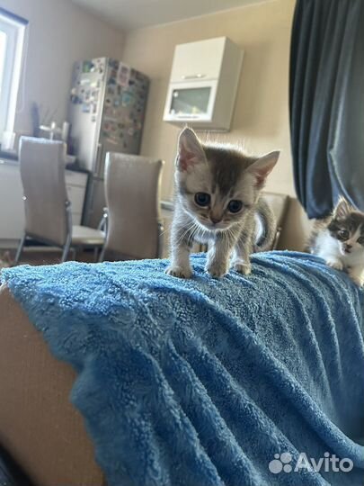 Британская кошка