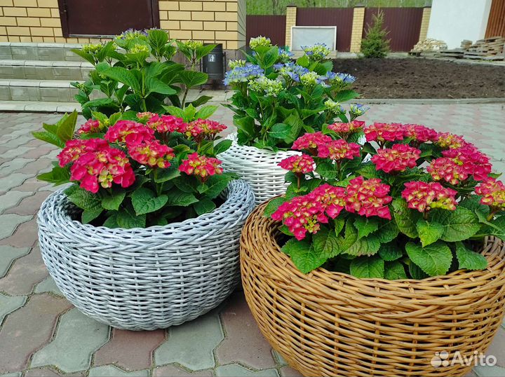 Кашпо из ротанга для цветов в наличии