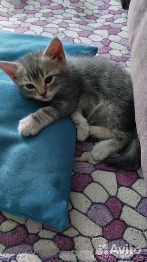 Котята