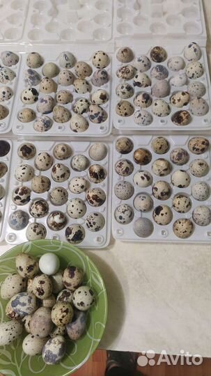Яйца перепелиные