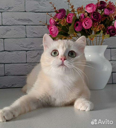 Саншайн av12 британка 11 мес