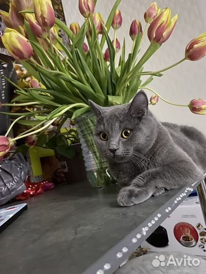 Шотландский кот