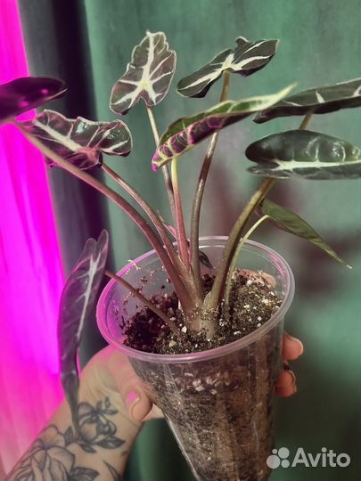 Алоказия Полли