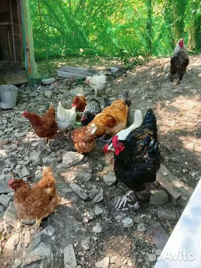 Куры несушки продам