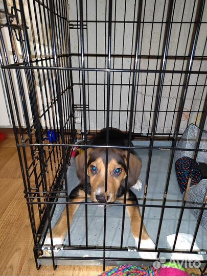 Щенки бигль