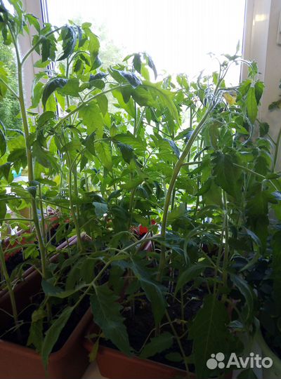 Продаю рассаду помидор