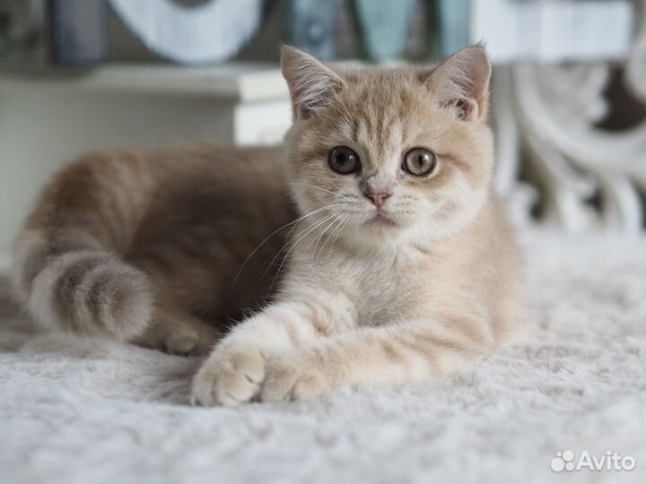 Британский Котёнок. Девочка драгоценного окраса