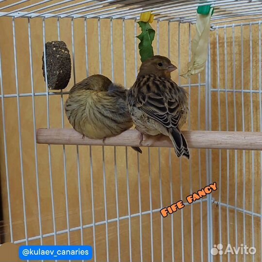 Канарейка самка