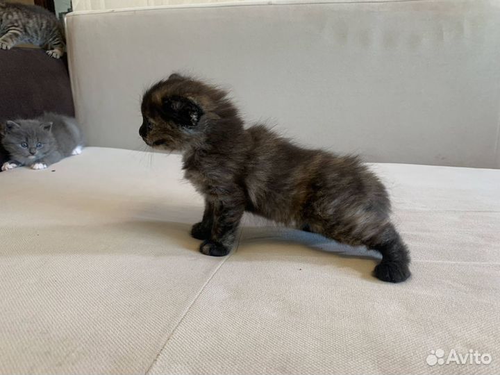 Котята пушистые серый и др от британской кошки