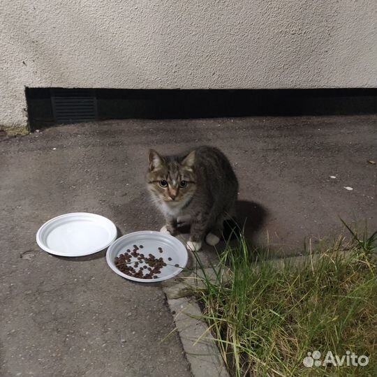 Кошечка в добрые и любящие руки