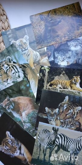 «Открытки времён СССР с животными»