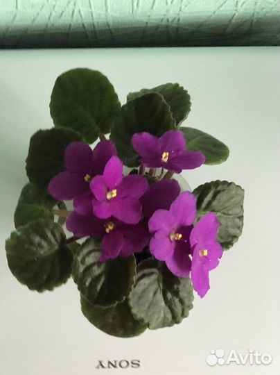 Фиалка (детка)