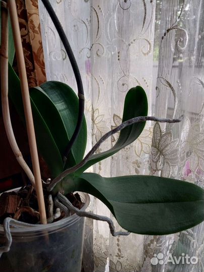 Орхидея фаленопсис